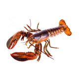 Live Canadian Lobster