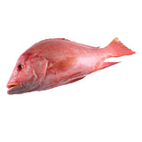 Red Snapper