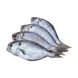 Butterfish