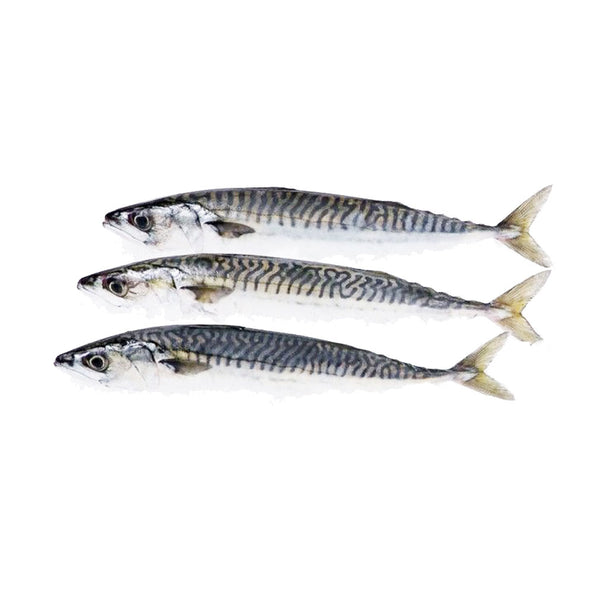 Spanish mackerel worth your time
