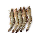 White shrimp head-on