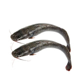 Sea Cat Fish