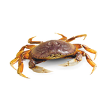 Double-Clawed B.C Crab