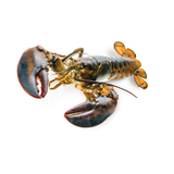 Double-Clawed Lobster