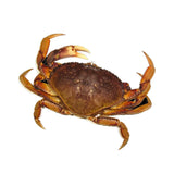 Live BC Crabs