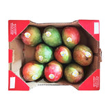 KENT Mangoe IN BOX