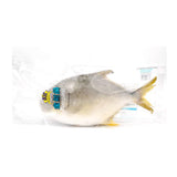 SH Frozen Golden Pompano