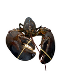 Live Lobster (4-6LB)