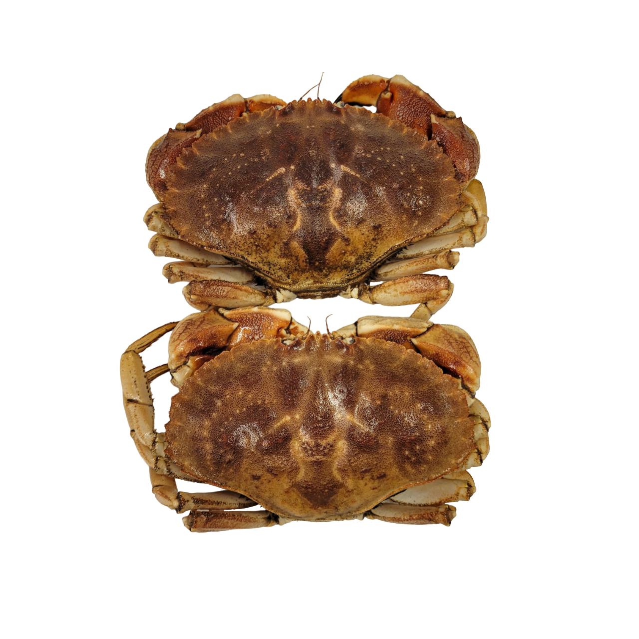 Live Rock Crab