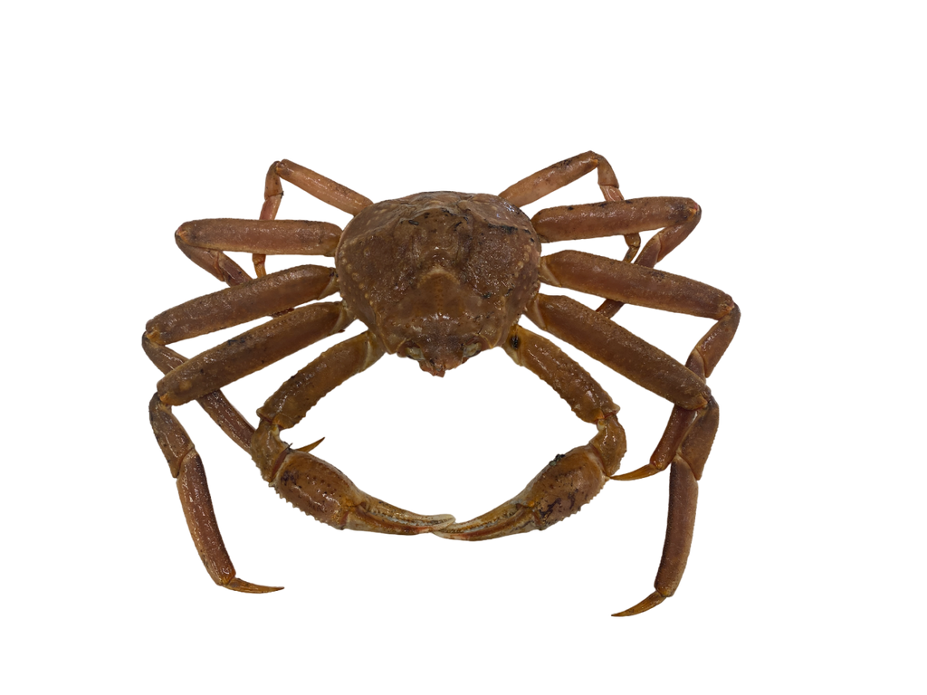 Snow Crab Al Premium Food Mart Mississauga