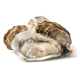 LIVE OYSTER IN SHELL